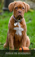 Dogue De Bordeaux: Complete breed guide