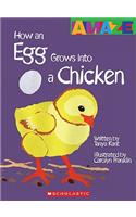 How an Egg Grows Into a Chicken
