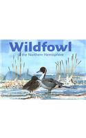 Wildfowl of the Northern Hemisphere