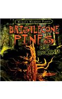 Bristlecone Pines Are Ancient!