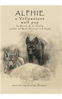 Alphie, a Yellowstone Wolf Pup