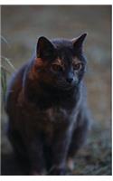 Kid's Petite Barn Cat Journal: Volume One