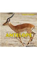 Antelope