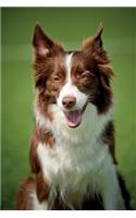 Border Collie May Notebook & Journal. Productivity Work Planner & Idea Notepad: Brainstorm Thoughts, Self Discovery, To Do List