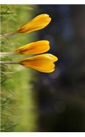 Three Yellow Crocus Flowers in a Field Journal: Take Notes, Write Down Memories in this 150 Page Lined Journal