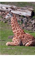 Giraffe Notebook