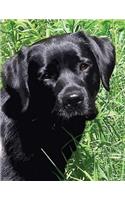 Black Labrador Puppy Notebook: Dog Wisdom Quotes(1 Spring Joy Journal 8.5x11)