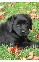 Black Lab Puppy Planner: (Autumn Joy Undated Calendar Notebook 6x9)