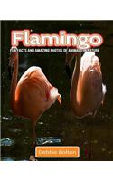 Flamingo: Fun Facts and Amazing Photos of Animals in Nature