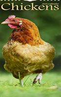 CHICKENS S 2020