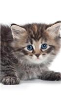 Siberian Kitten Spring Notebook & Journal. Productivity Work Planner & Idea Notepad: Brainstorm Thoughts, Self Discovery, To Do List