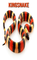 Kingsnake: Fun Facts & Cool Pictures