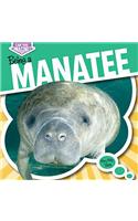 Being a Manatee