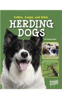 Collies, Corgies, and Other Herding Dogs