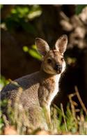 So Sweet Young Juvenile Wallaby in Australia Journal: 150 Page Lined Notebook/Diary