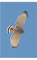 Gray Hawk Soaring in a Blue Sky Raptor Bird Journal: 150 Page Lined Notebook/Diary