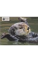 Notecards-Otters-20pk