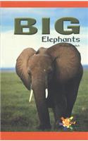 Big Elephants