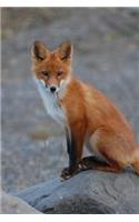Red Fox on a Log Journal: 150 Page Lined Notebook/Diary