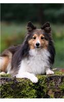 Hello Adorable Sheltie Dog Pet Journal