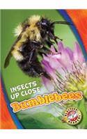 Bumblebees