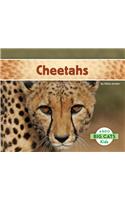 Cheetahs
