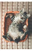 Cute Little Kitten in a Basket Journal: 150 Page Lined Notebook/Diary