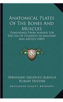 Anatomical Plates Of The Bones And Muscles