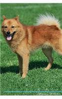 Finnish Spitz Affirmations Workbook Finnish Spitz Presents: Positive and Loving Affirmations Workbook. Includes: Mentoring Questions, Guidance, Supporting You.