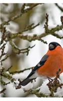 Male Bullfinch in Winter Journal: A Blank Lined Journal For Writing and Note Taking