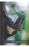 tree squirrel notes