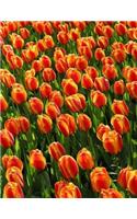 Tulips Notebook Large Size 8.5 x 11 Ruled 150 Pages Softcover