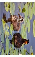 Great Crested Grebe in the Lily Pads Journal: Take Notes, Write Down Memories in this 150 Page Lined Journal