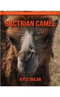Bactrian Camel! Learn about Bactrian Camel and Enjoy Colorful Pictures