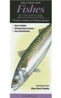 Saltwater Fishes of the North & Mid-Atlantic States