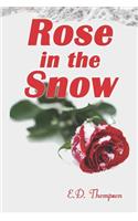 Rose in the Snow