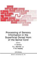 Processing of Sensory Information in the Superficial Dorsal Horn of the Spinal Cord