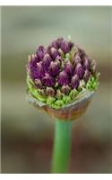 Ornamental Onion Bloom Journal: Take Notes, Write Down Memories in this 150 Page Lined Journal