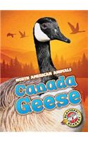 Canada Geese