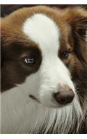 Border Collie Notebook