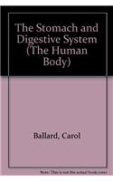 The Stomach and Digestive System