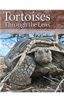 Tortoises Through the Lens: A Visual Exploration of a Mojave Desert Icon