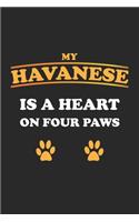 My Havanese is a heart on four paws