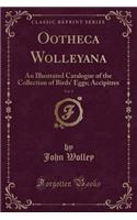 Ootheca Wolleyana, Vol. 1: An Illustrated Catalogue of the Collection of Birds' Eggs; Accipitres (Classic Reprint)