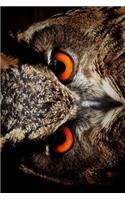 Eagle Owl Looking Cool Journal: 150 page lined notebook/diary