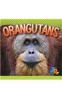 Orangutans