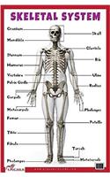 Skeletal System