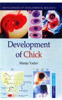 Development of Chick
