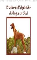 Rhodesian Ridgebacks D'afrique Du Sud 2018: Rhodesian Ridgebacks Photographies Par Anke Van Wyk Dans Leur Pays D'origine, L'afrique Du Sud.(Calvendo Animaux)