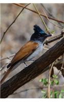 Asian Paradise Flycatcher Bird Journal: 150 page lined notebook/diary